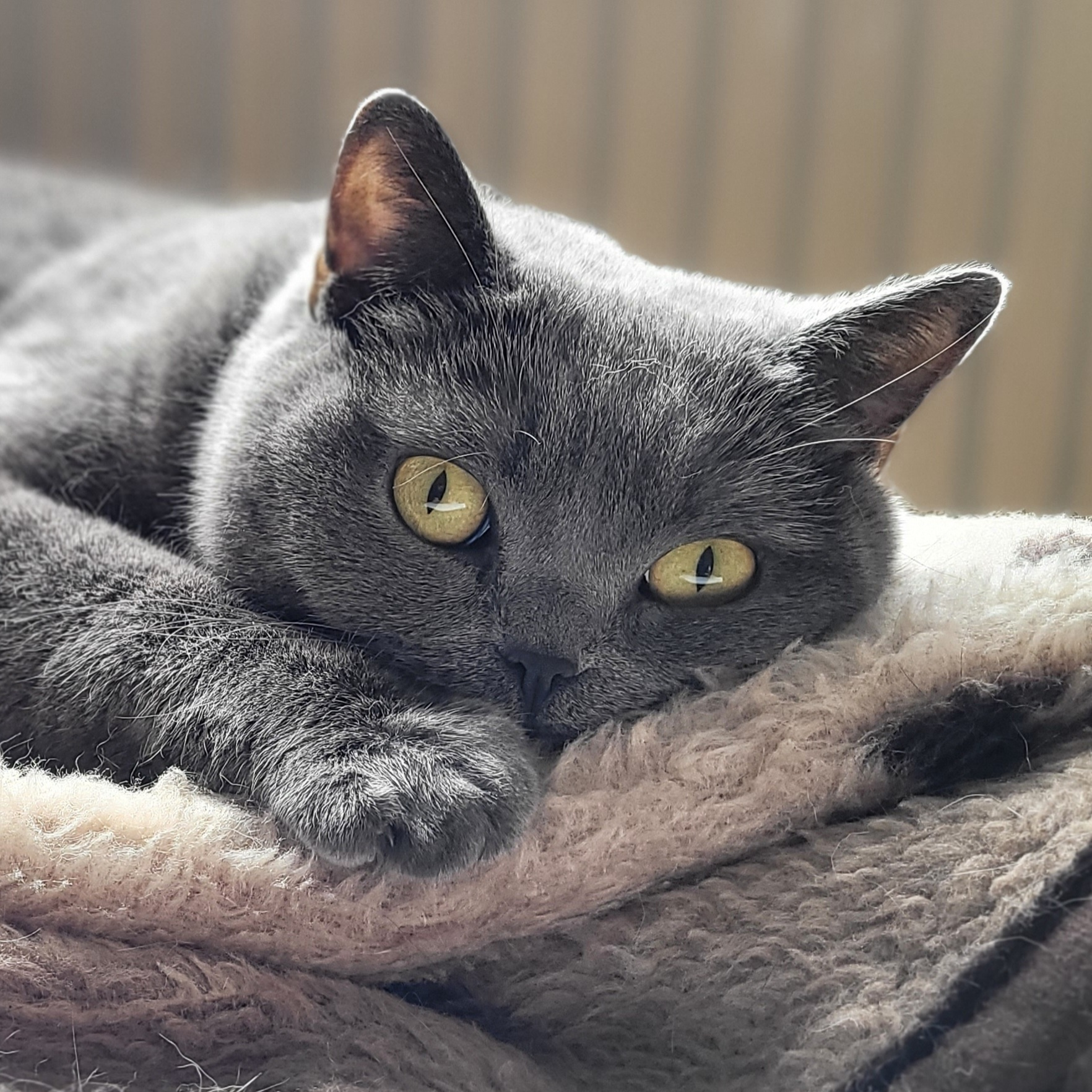 Wir behandeln Hunde und Katzen sowie kleine Heimtiere © Tierarztpraxis Klaus Kubiessa